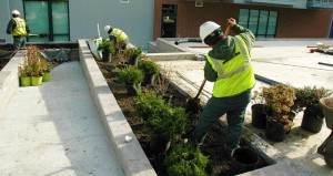 Planting Shrubs in Commercial Rooftop Garden, Connecticut