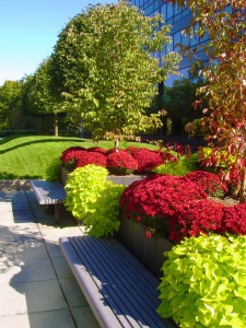 ELM Builds and Maintains Corporate Campus Landscaping