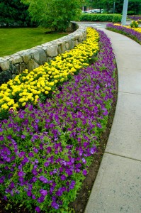 Commercial landscape construction and planting in CT/NY
