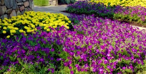 Commercial Landscaping in CT/NY