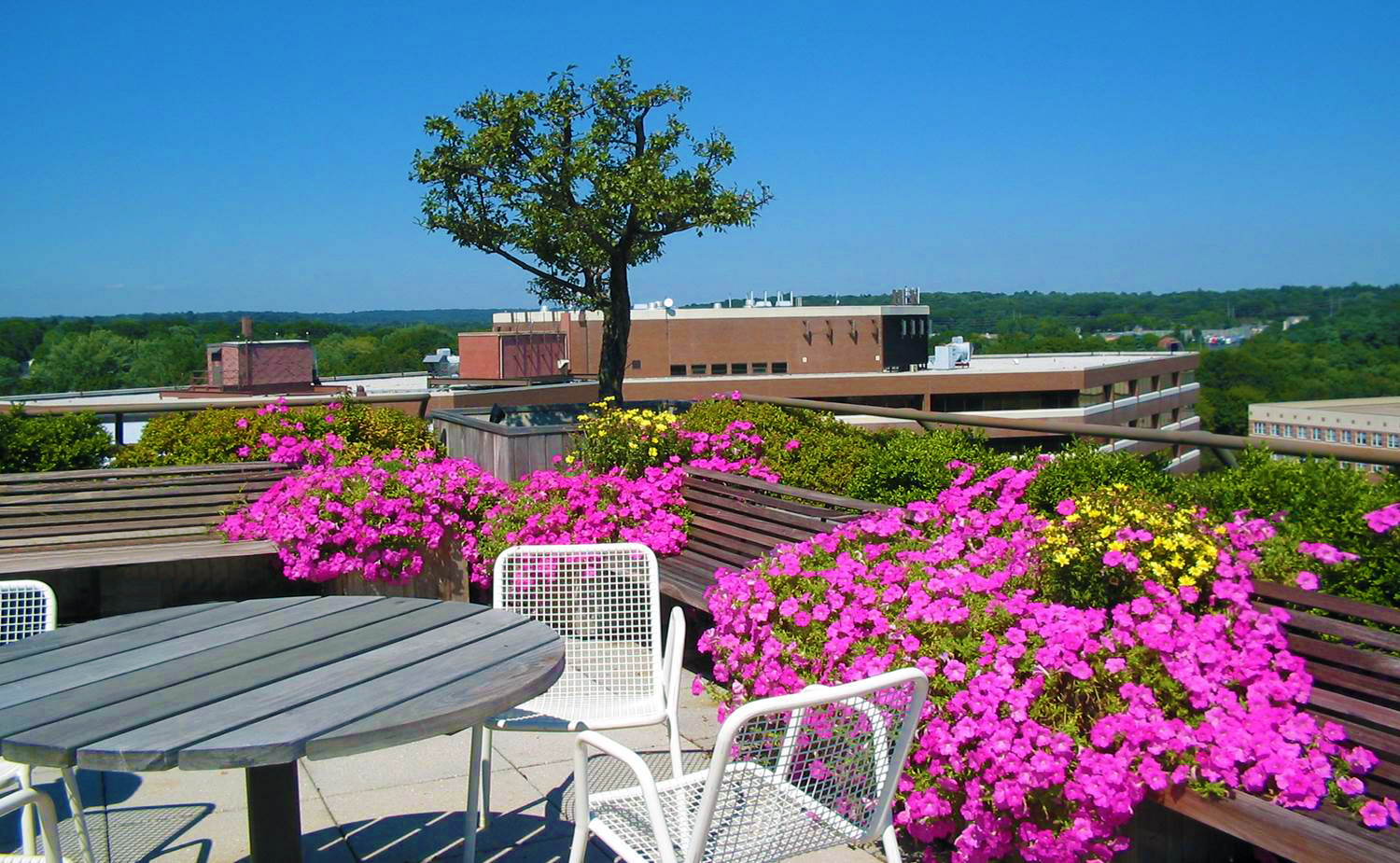 Rooftop Gardens in CT/NY