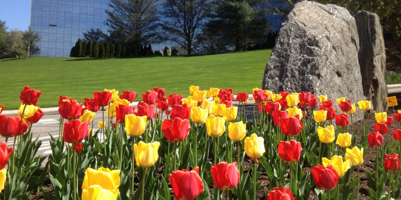 Seasonal Commercial Landscaping in CT