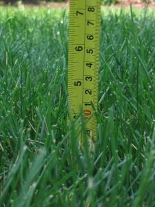 Keep your grass growing taller - it's better!