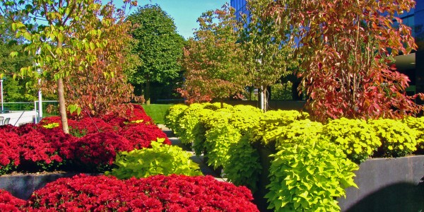 Landscape Management - Seasonal Corporate Planters