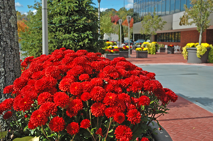 Commercial Landscaping in CT - Mums