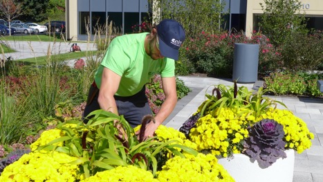 landscaping spring