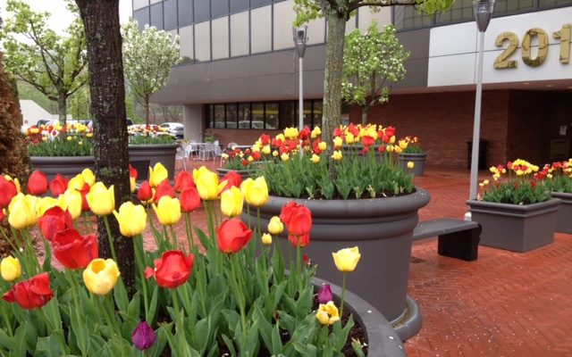 self watering planters