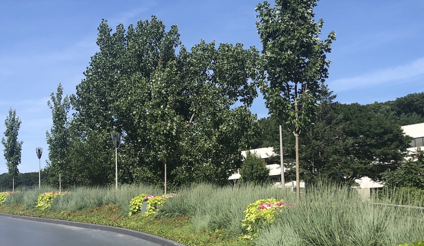 How ELM Landscape Practices Help Property Owners Qualify for LEED