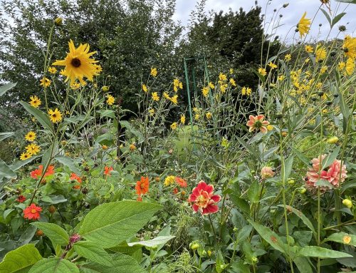 Wildflowers Are Transforming Former Corporate Plazas.