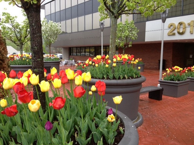 landscape spring renovation