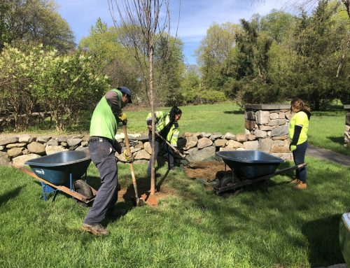 Calculating the Value of Trees.