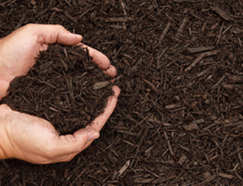 The Benefits of Mulch