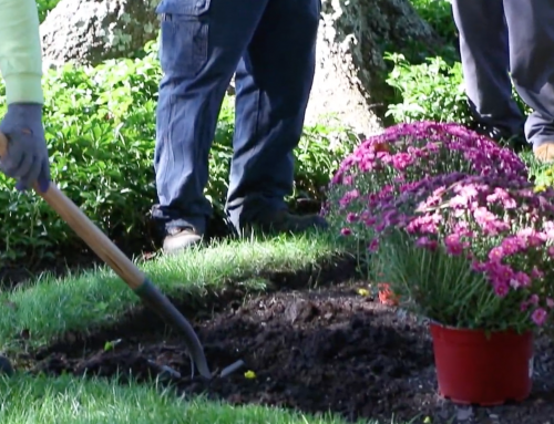 From the Ground Up: Why Soil Regeneration Leads to Healthier Landscapes