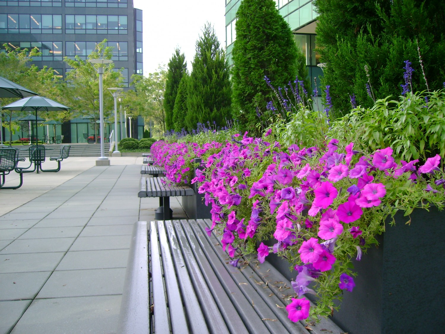 Landscape maintenance CT