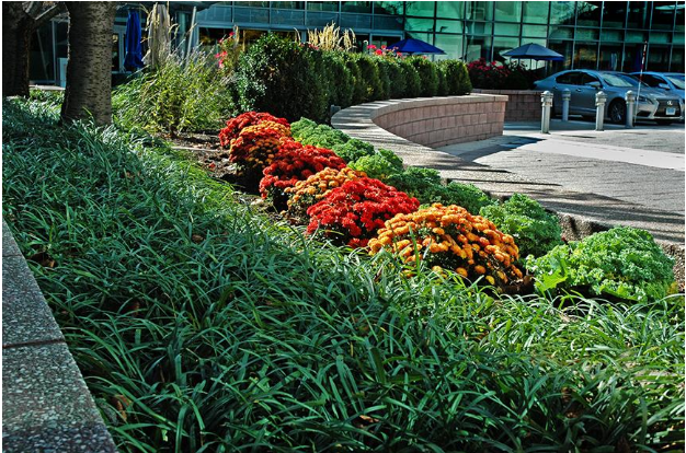 landscaping turf height