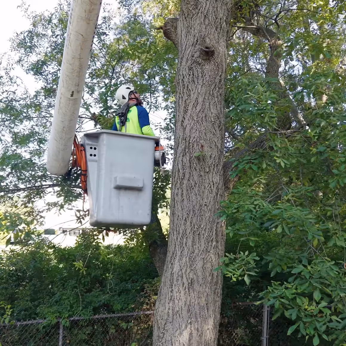 elm-advantage-arborist-tree-2