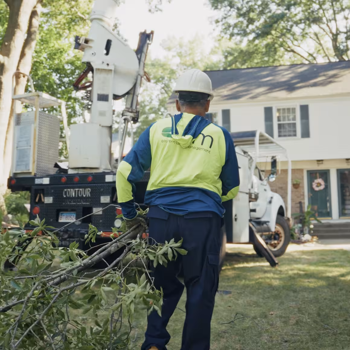 elm-advantage-arborist-tree