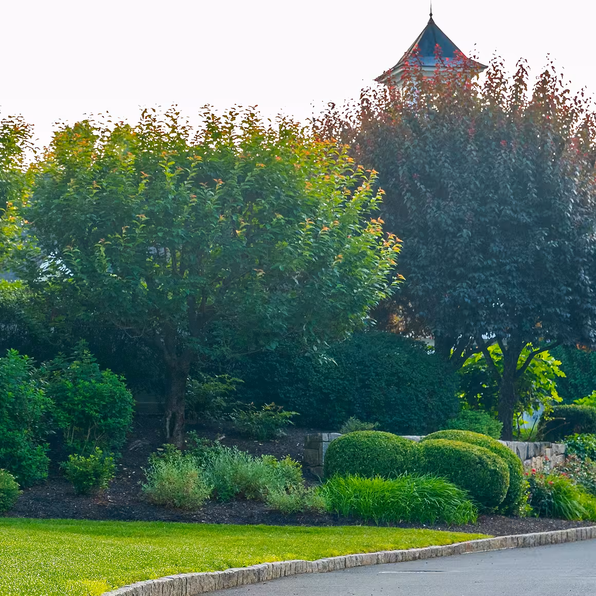 elm-advantage-arborist-trees