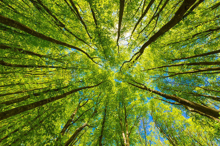 a-unlimited-tree-service-blog-03-15-22-image1